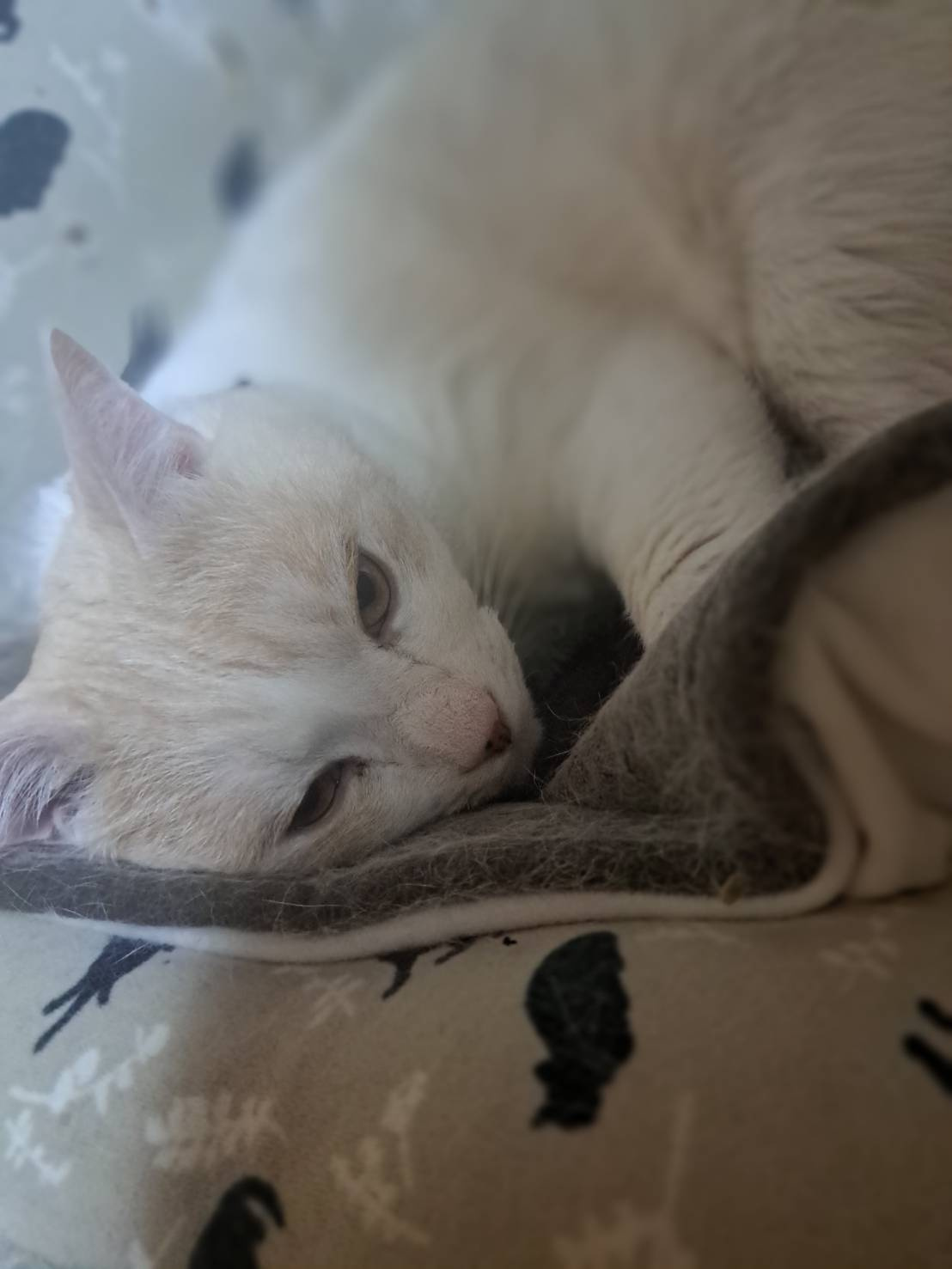 今日のねこの画像