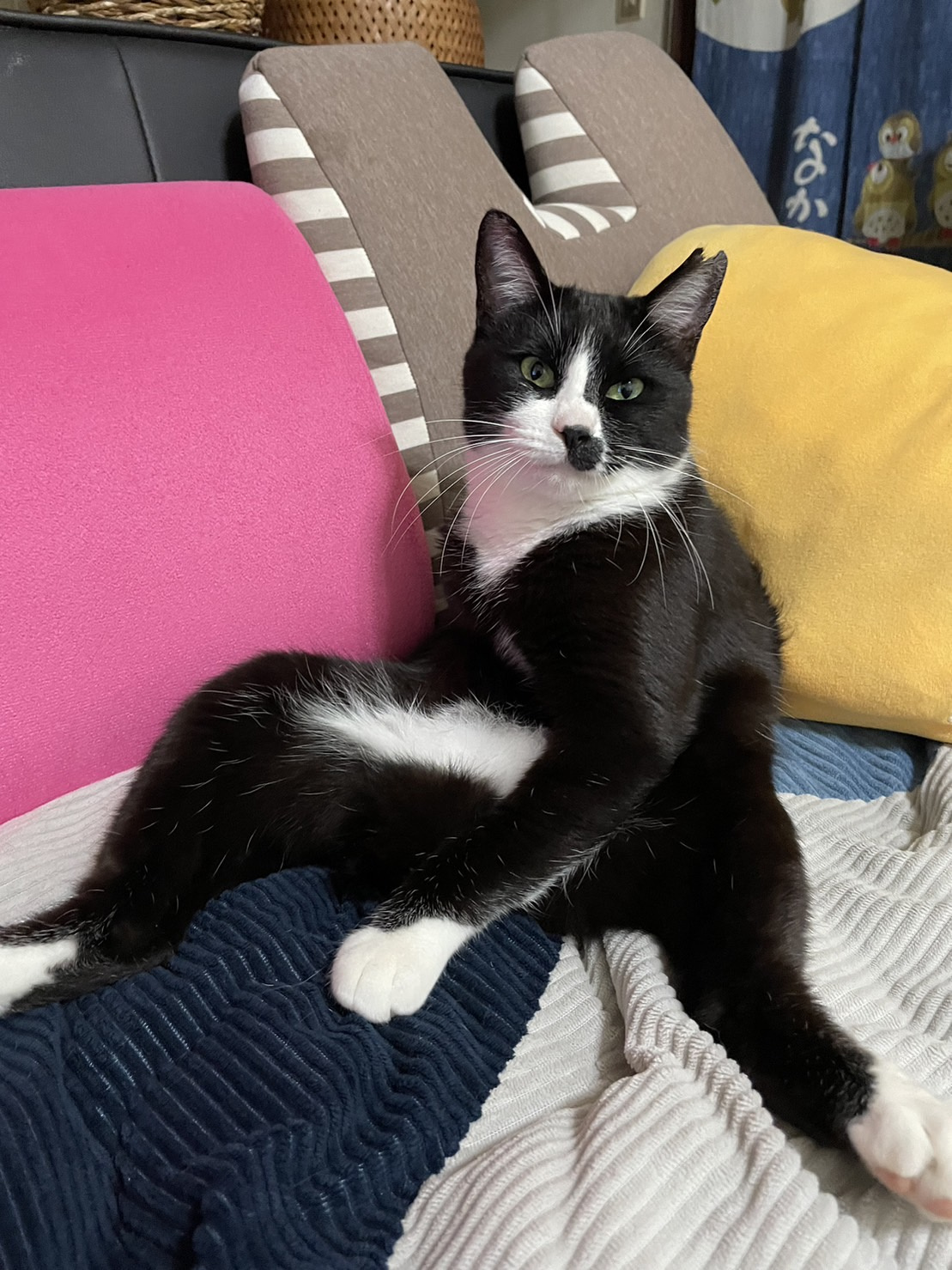 今日のねこの画像