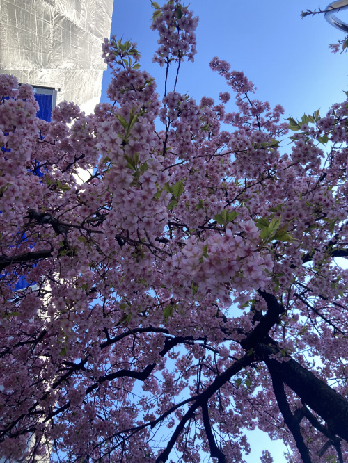 あっという間の・・・の画像