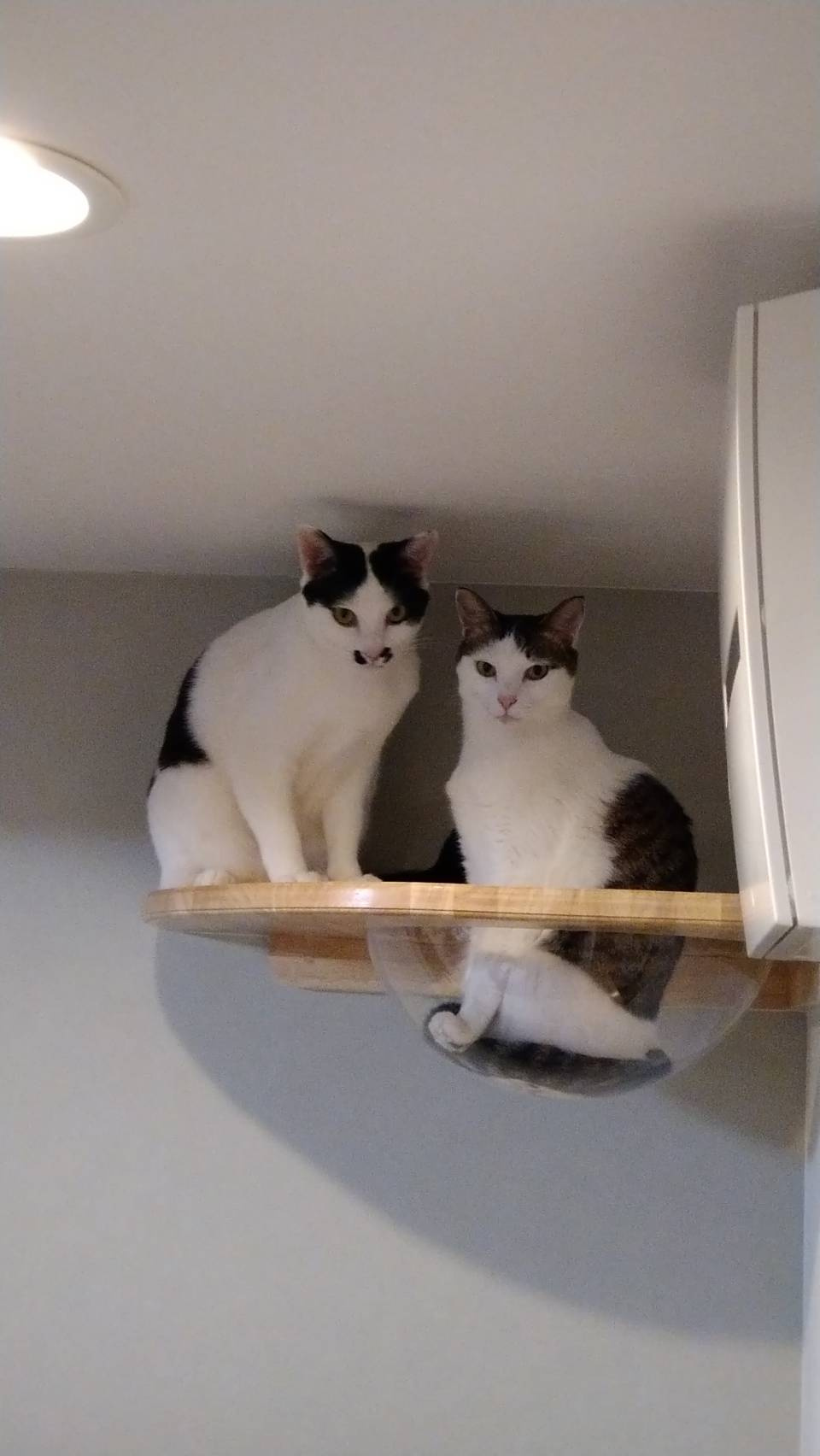 今日のねこの画像
