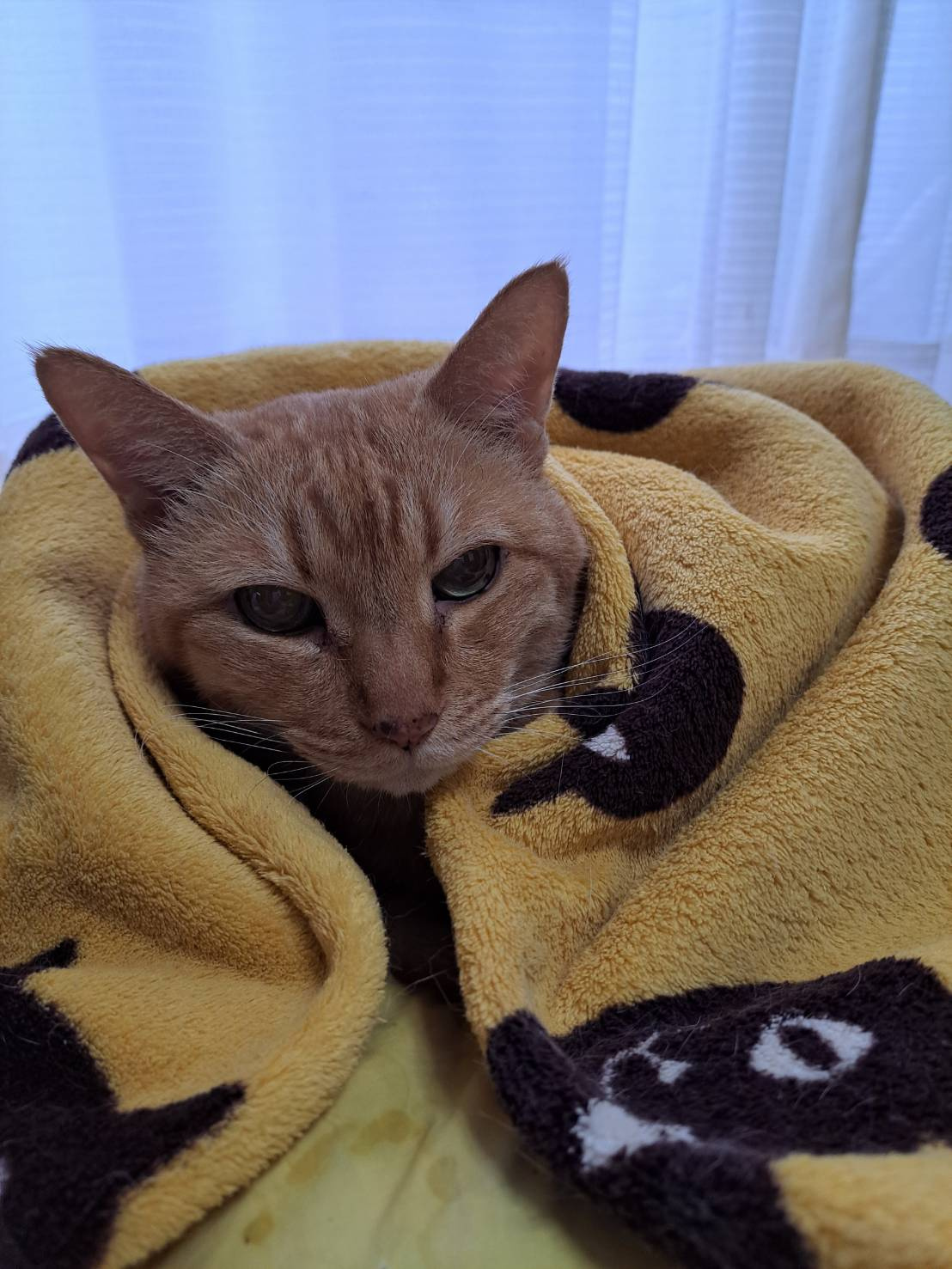 今日のねこの画像