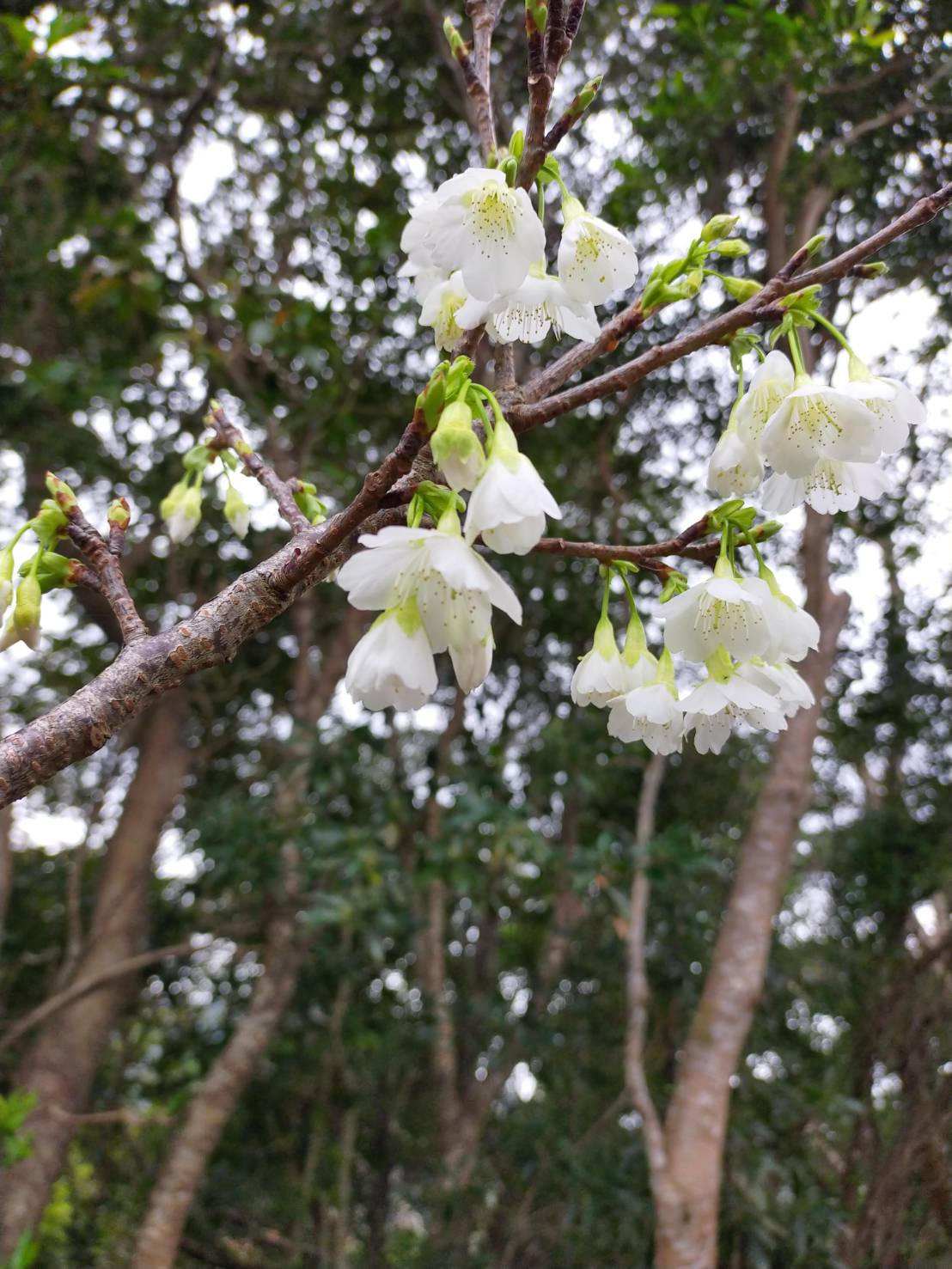 花よりポテチの画像