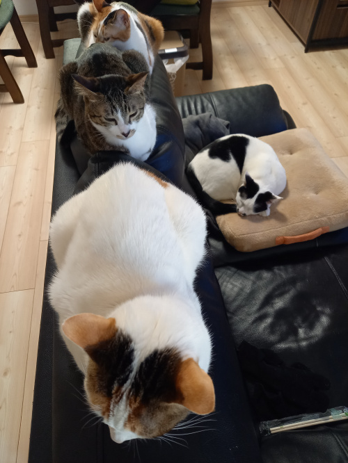 今日のねこの画像