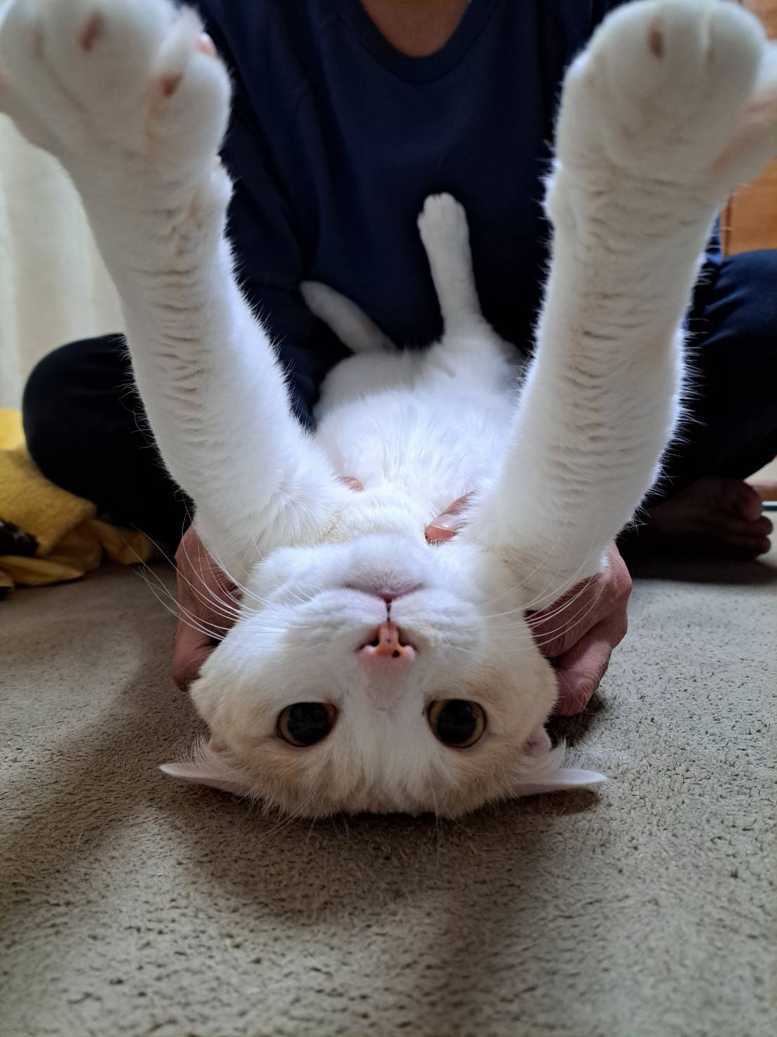 今日のねこの画像