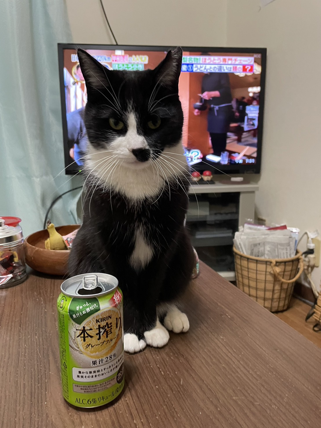 今日のねこの画像