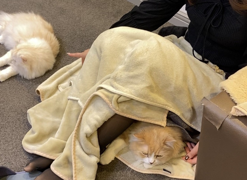 ＊猫が大好きにゃん猫カフェMOCHA立川店＊の画像