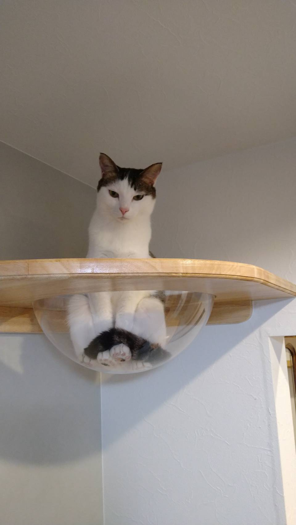 今日のねこの画像