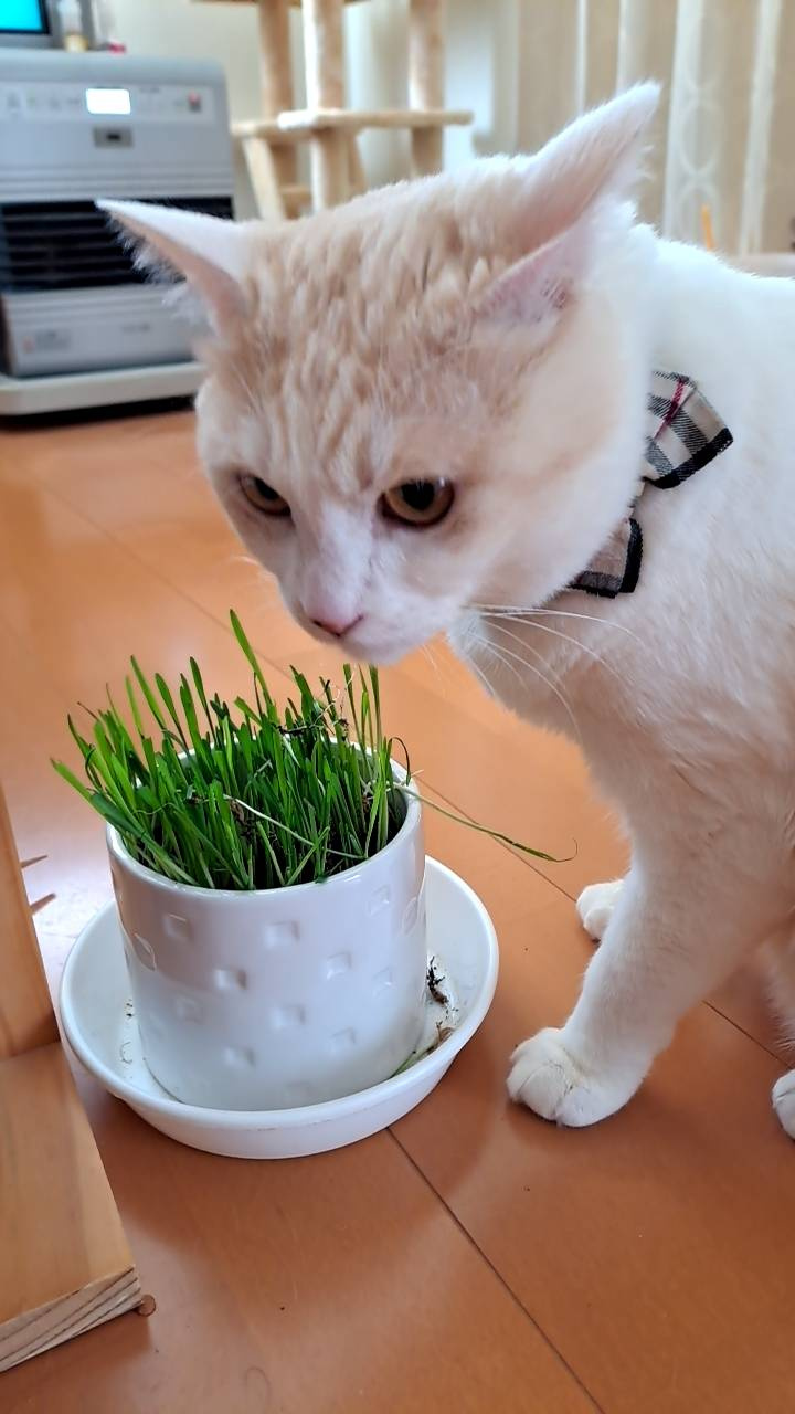 今日のねこの画像