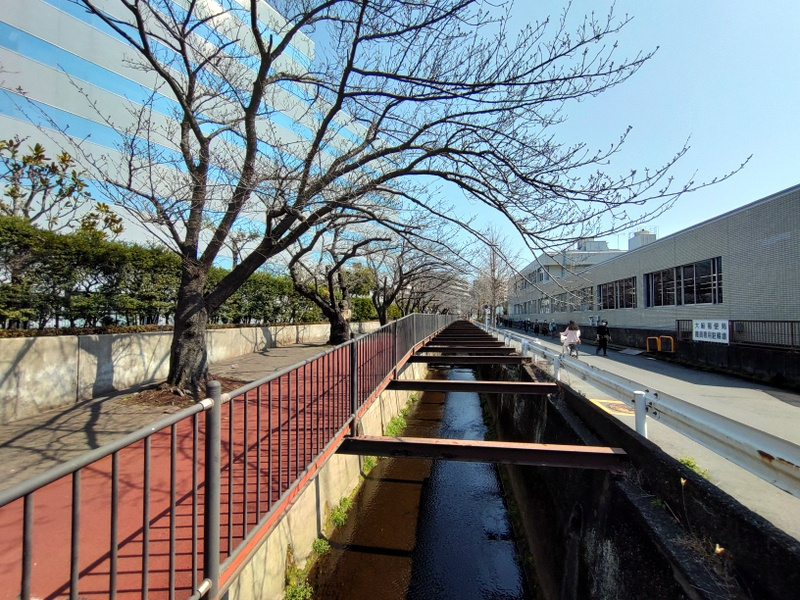 「寒緋桜（カンヒザクラ）｜砂押川プロムナード」　【ホームメイ...の画像