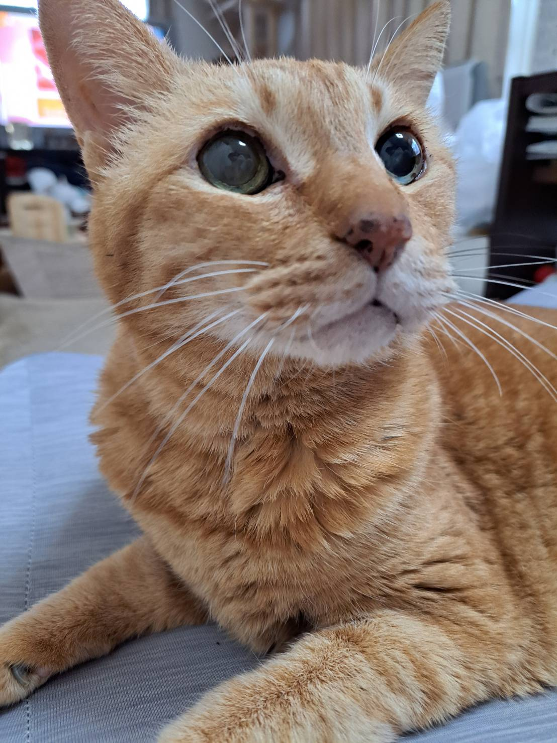 今日のねこの画像