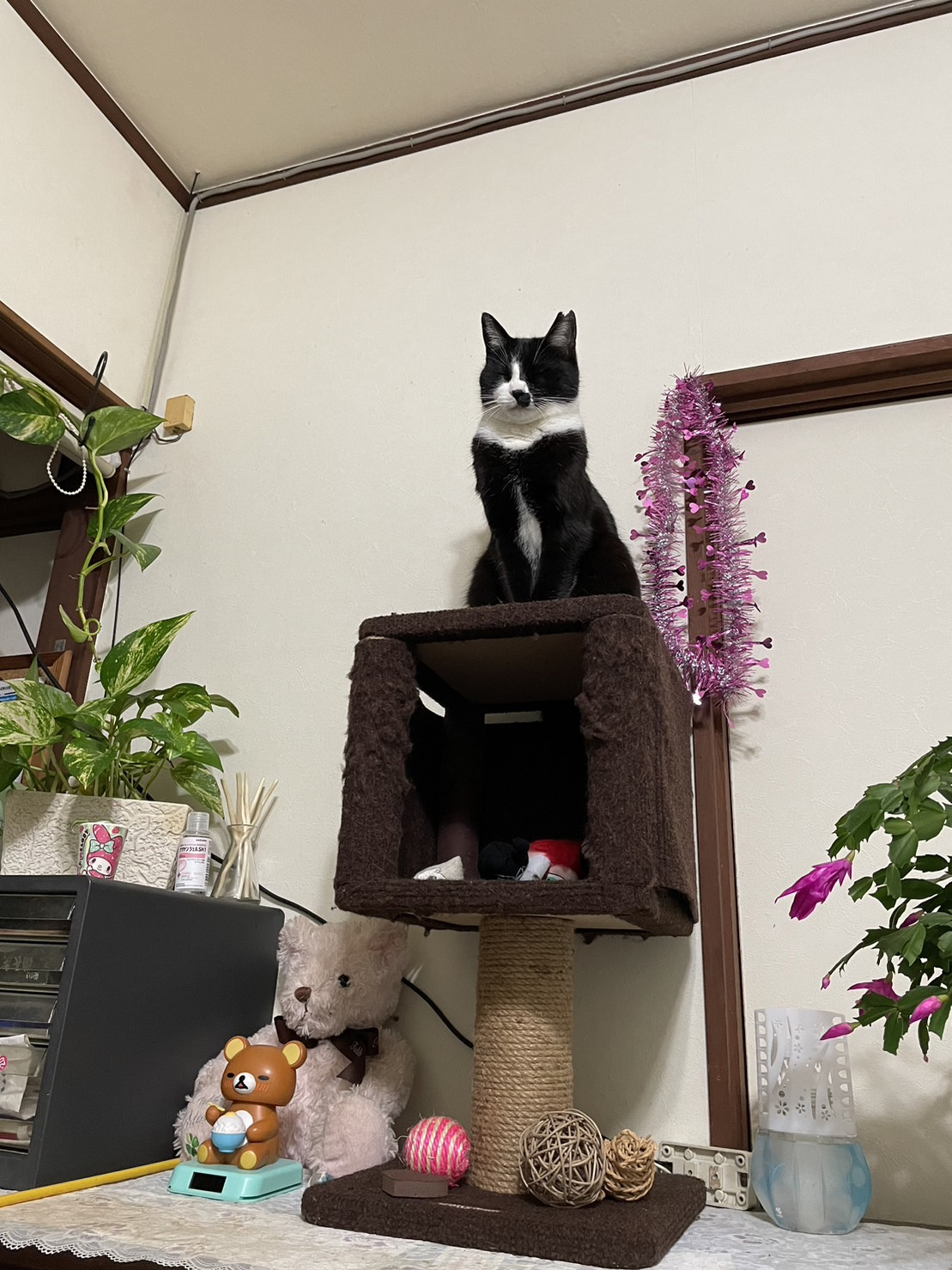今日のねこの画像