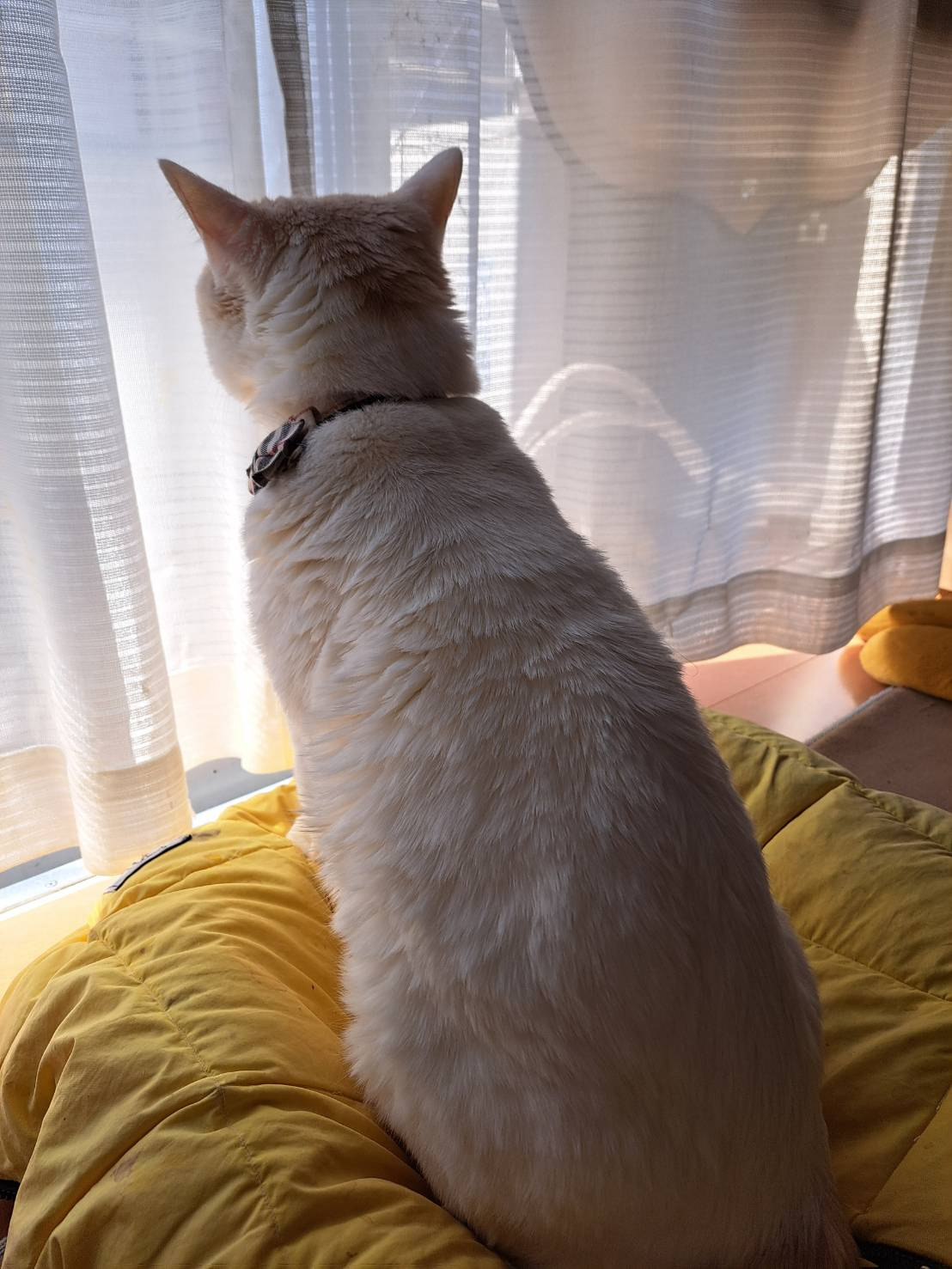 今日のねこの画像
