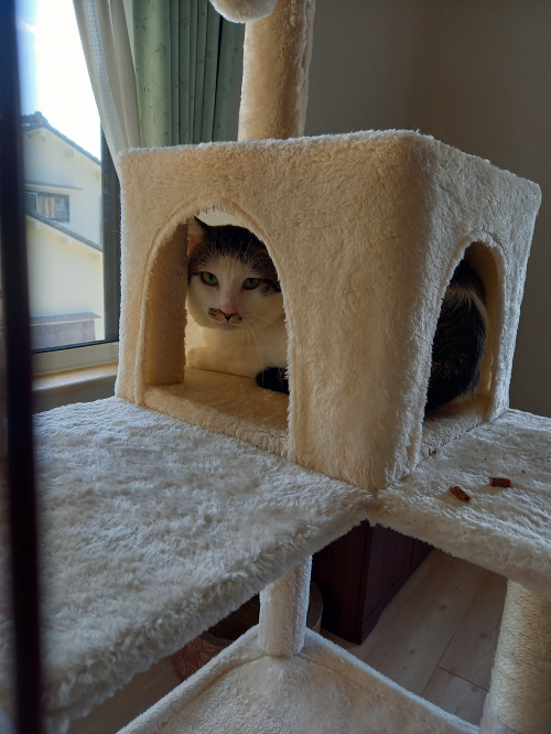 今日のねこの画像