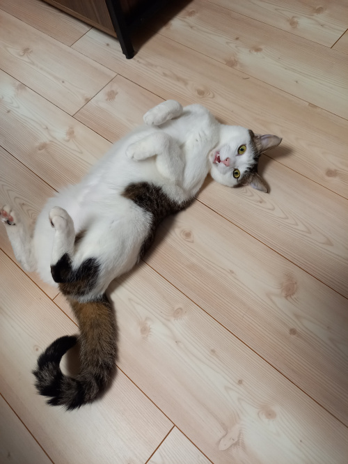 今日のねこの画像