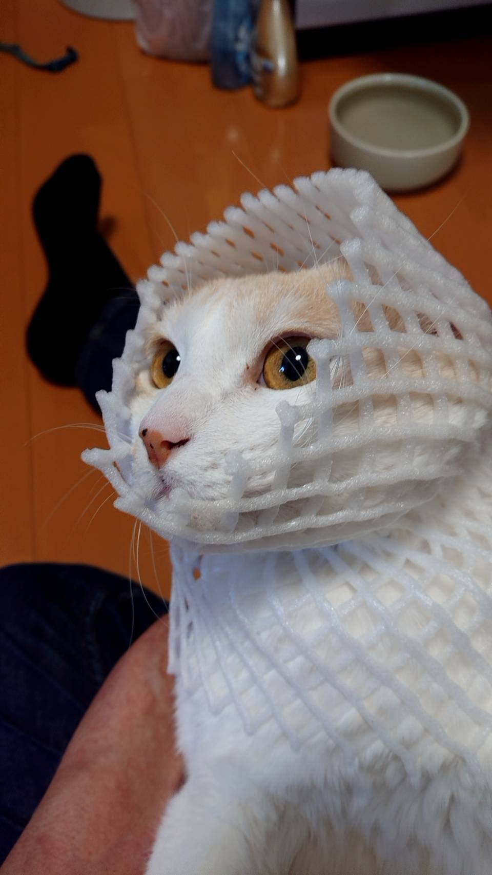 今日のねこの画像