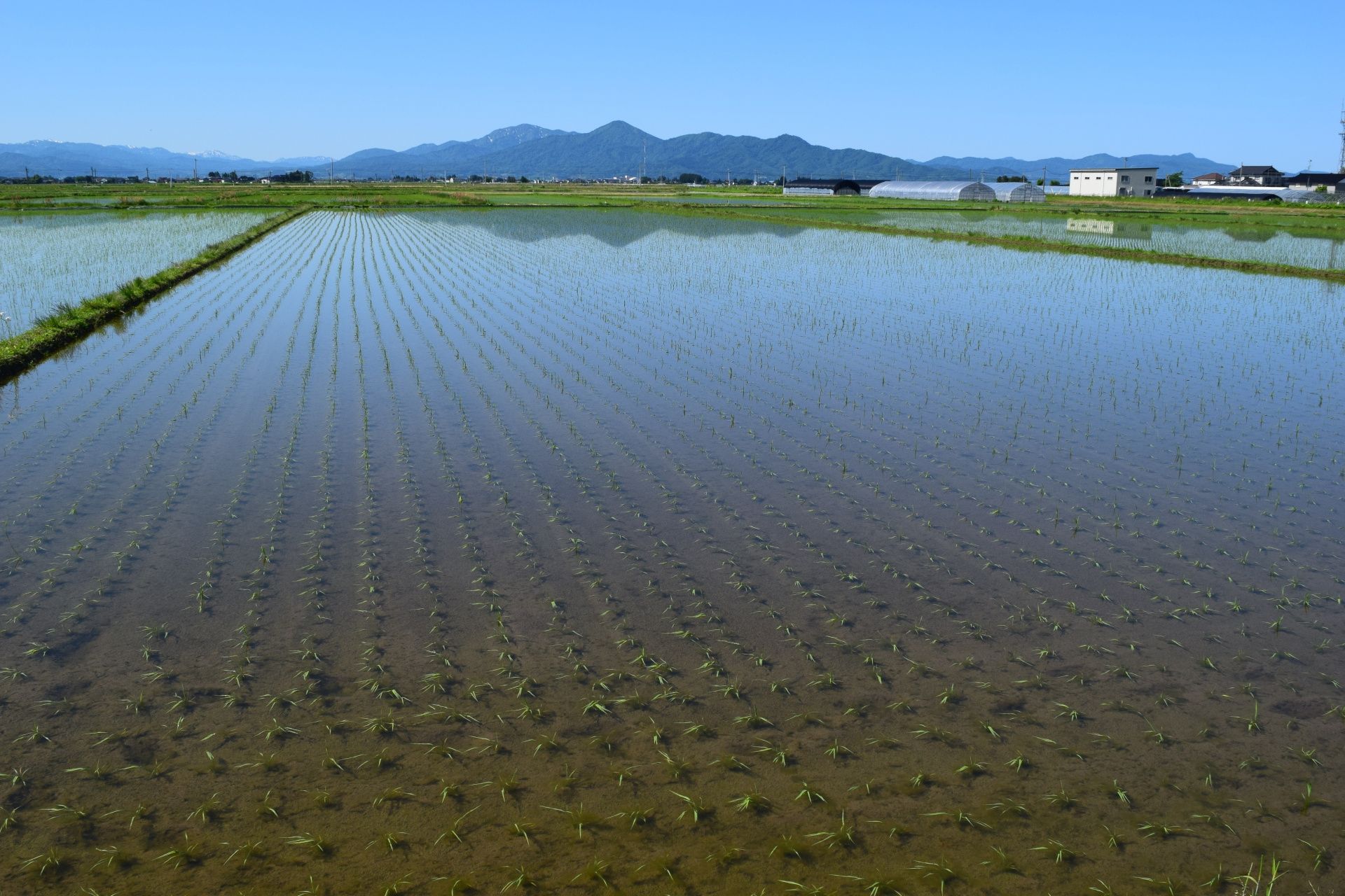 にいがたの不動産　田植え始まりますよ！の画像