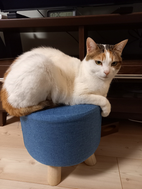 今日のねこの画像
