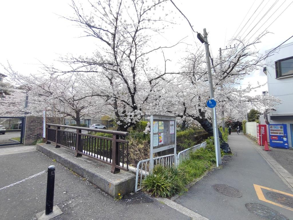 2023 砂押川プロムナードの桜｜鎌倉市　【ホームメイトFC...の画像