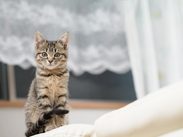 新築で猫と快適に暮らすには？ポイントや注意点・おすすめ設備を...の画像