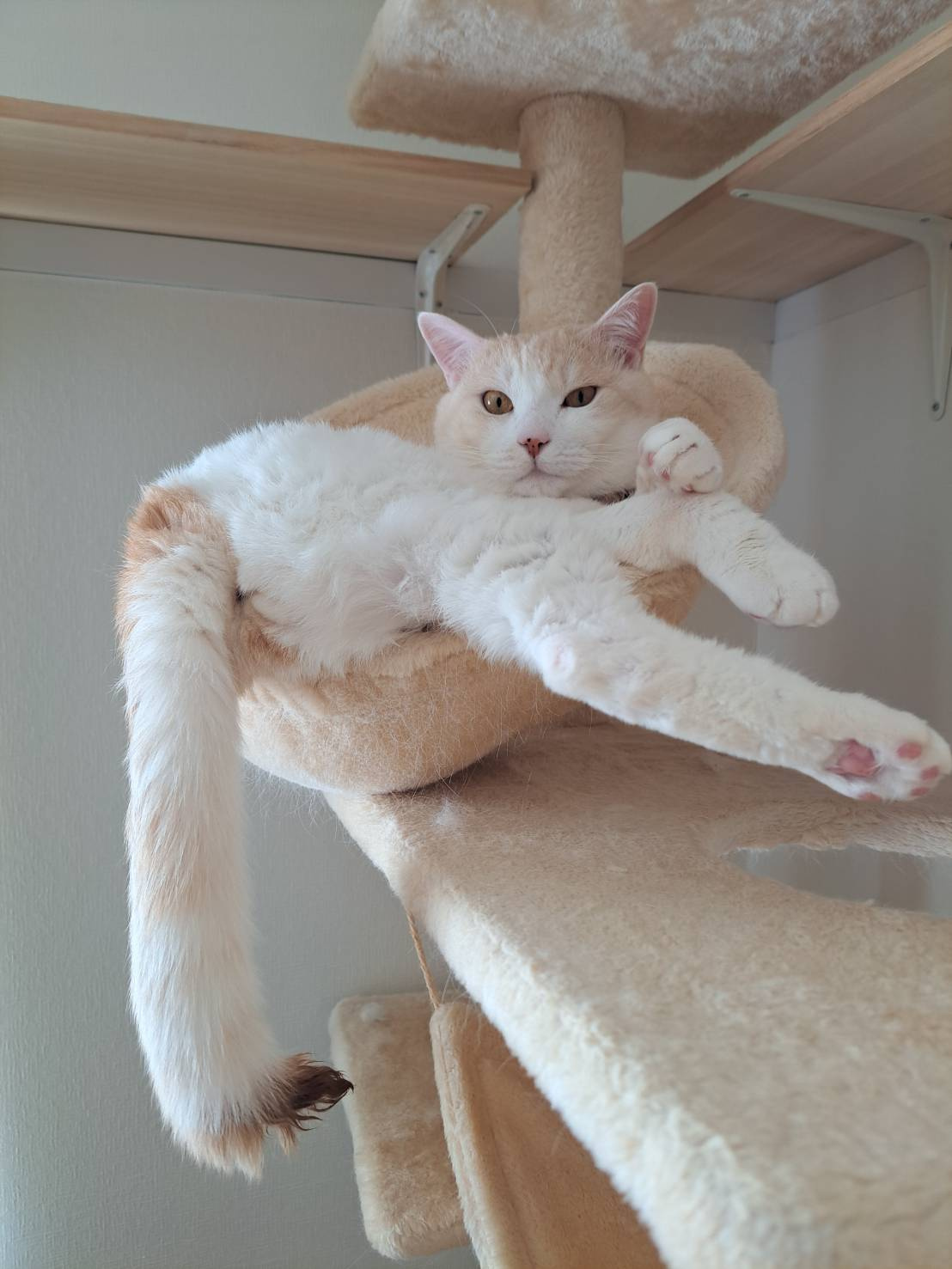 今日のねこの画像