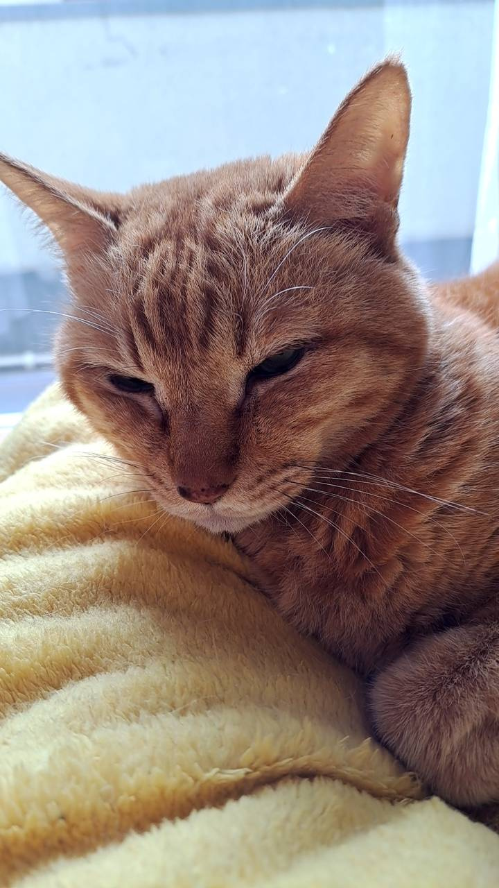 きょうの猫の画像