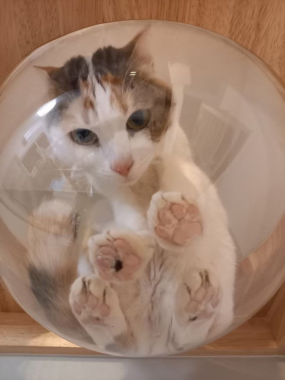 今日のねこの画像