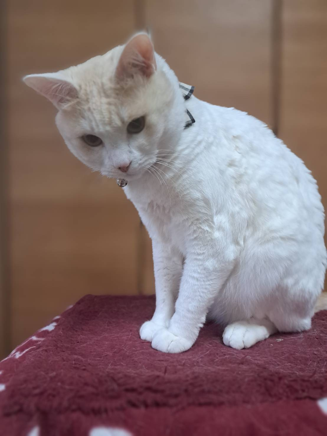 今日のねこの画像
