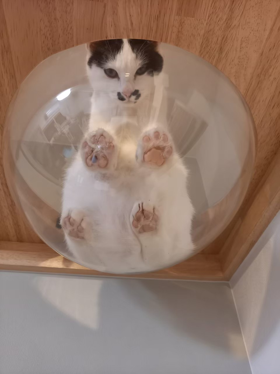 今日のねこの画像