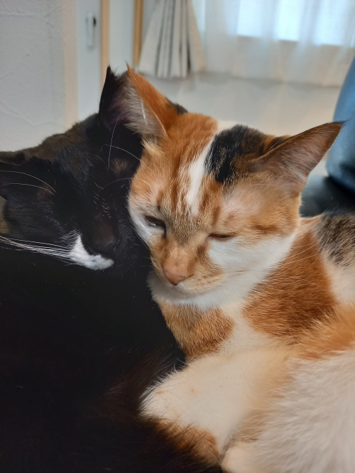 今日のねこの画像