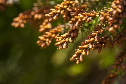 家庭でできる花粉症対策の画像