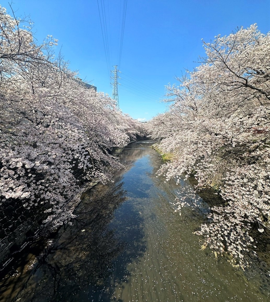 満開の桜!!の画像