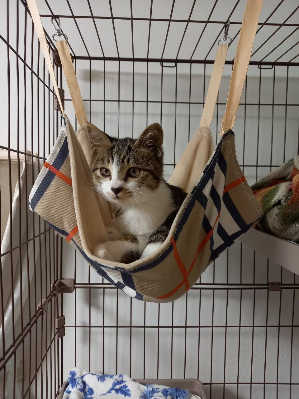 今日のねこの画像