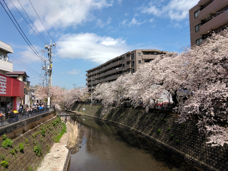 「実家のチェック｜ついでにお花見」　【ホームメイト大船駅前店...の画像