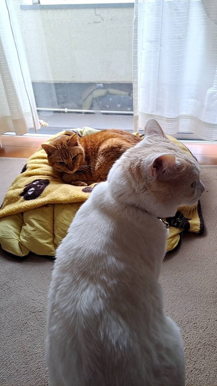 今日のねこの画像