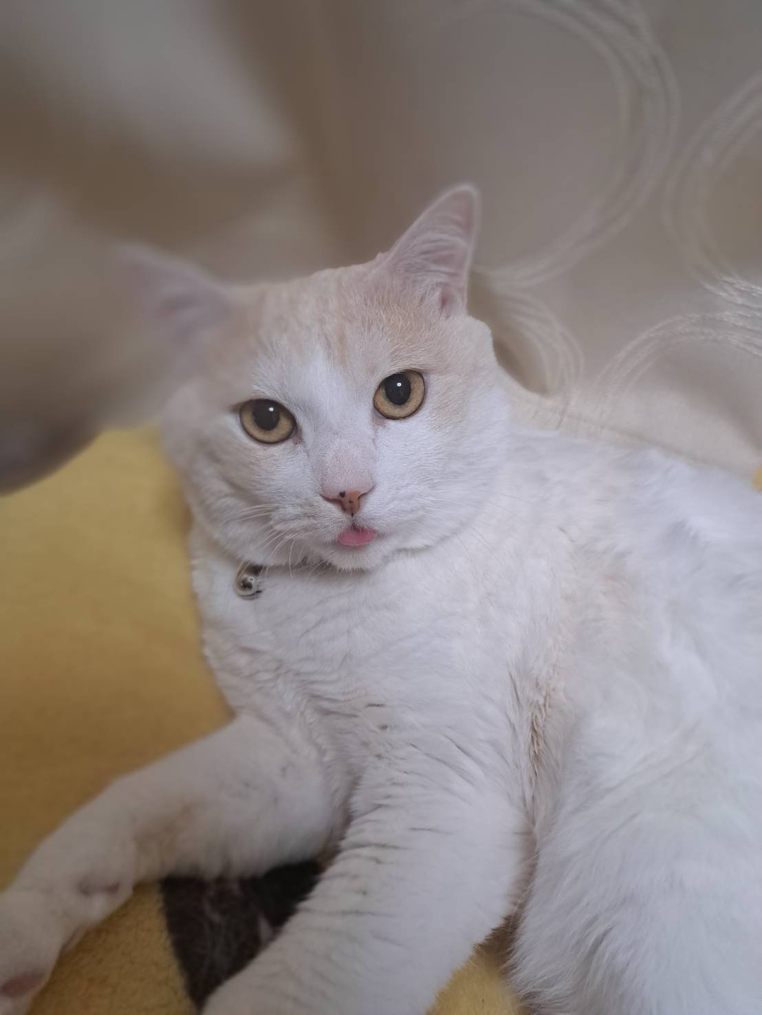 今日のねこの画像