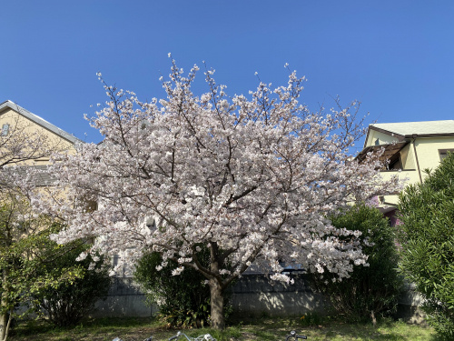 桜がほぼ満開へ！の画像