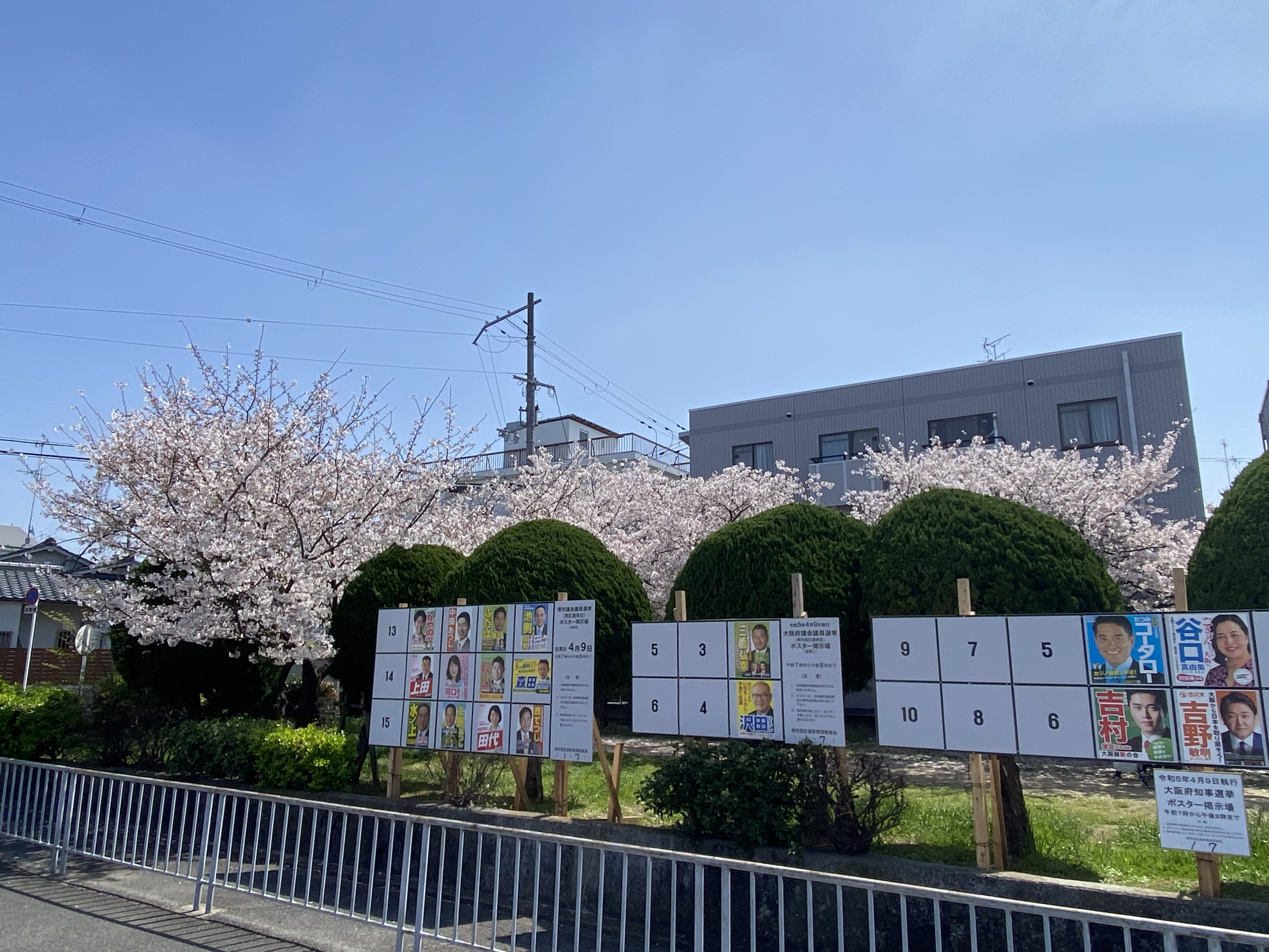鳳の桜の画像