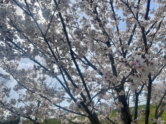 学園南公園でお花見の画像
