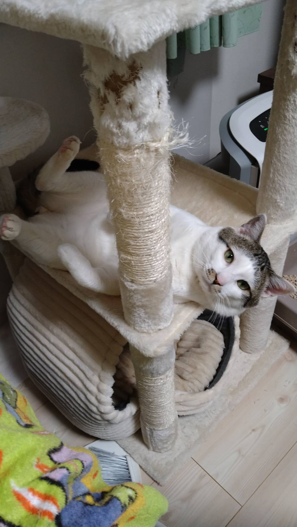 今日のねこの画像