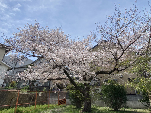 今日の桜です。の画像