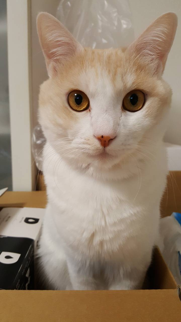 今日のねこの画像
