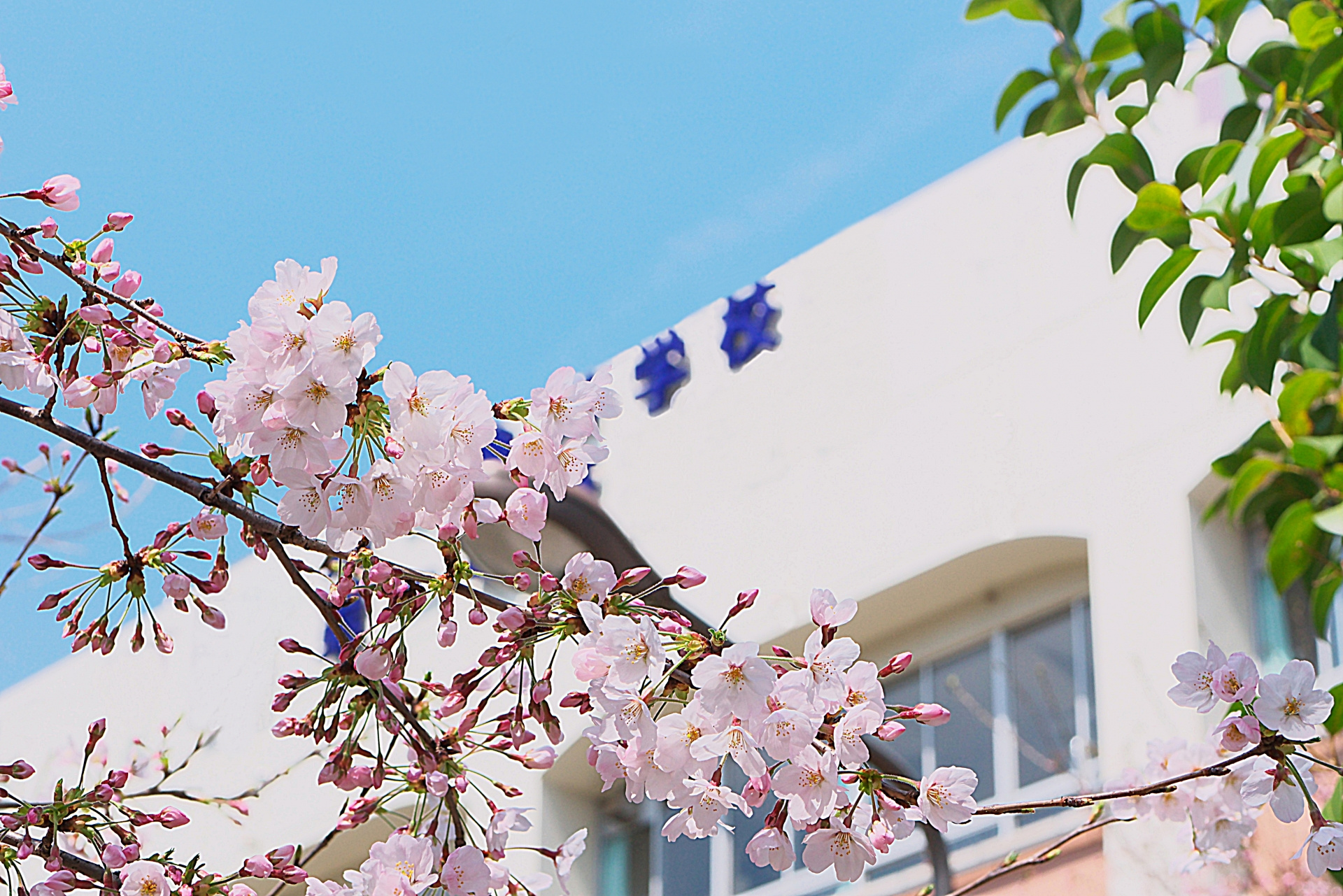 入学式にはの画像