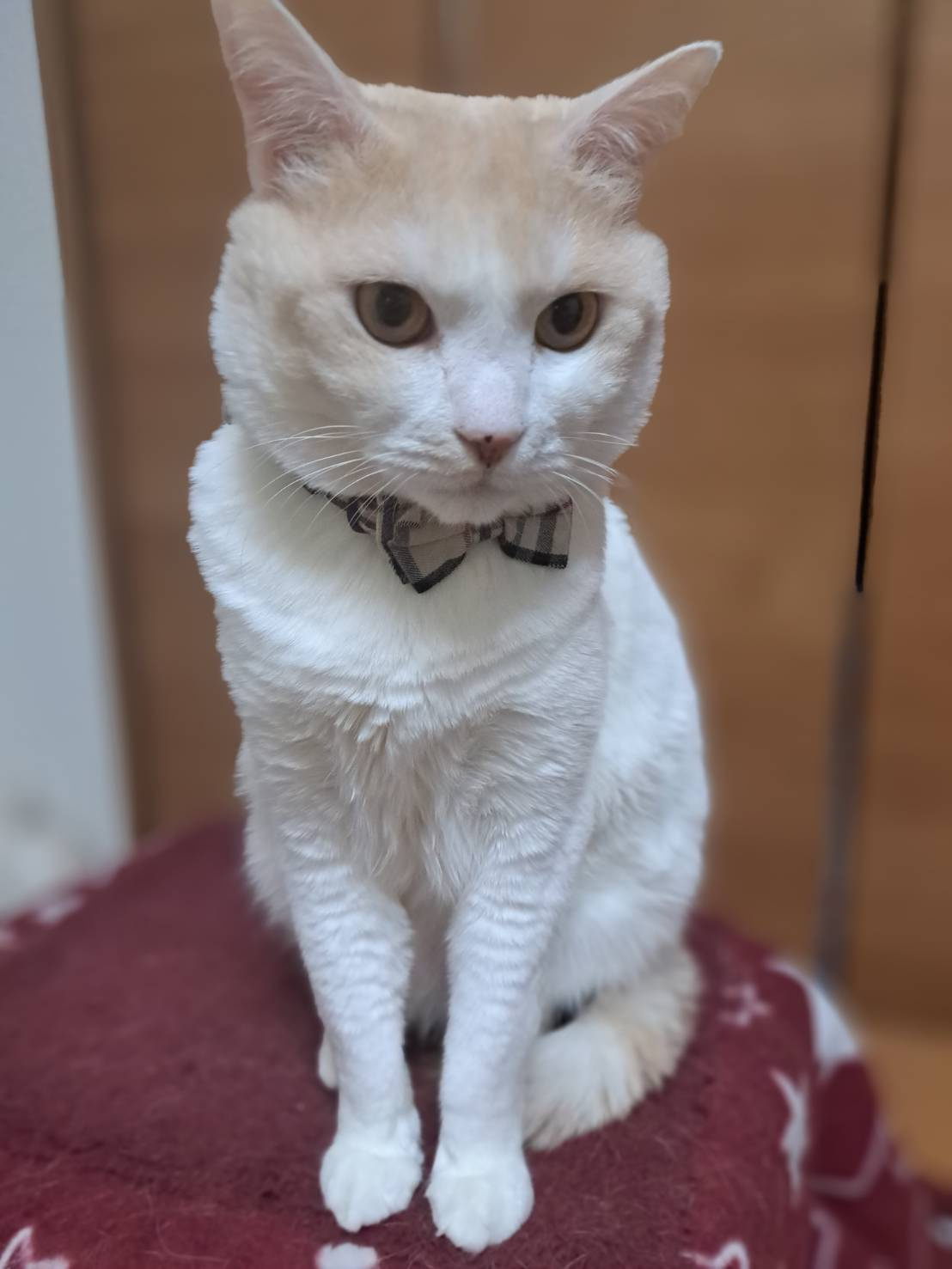 今日のねこの画像