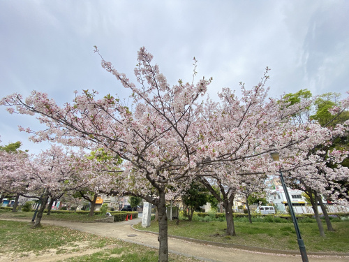 今日の桜です。の画像
