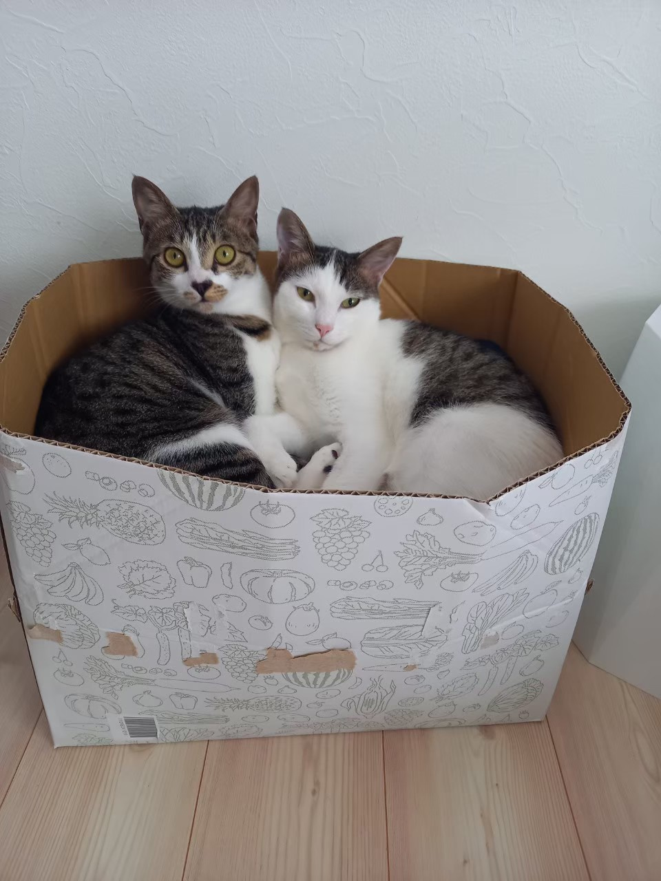 今日のねこの画像
