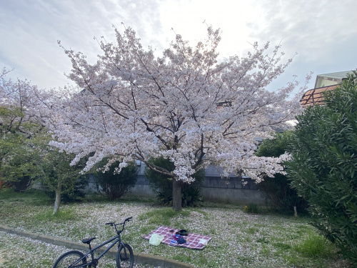 今日の桜です。の画像