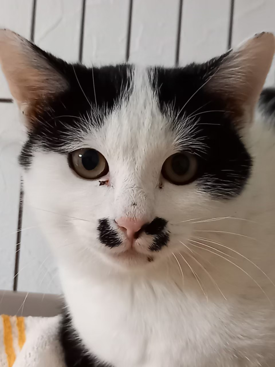今日のねこの画像