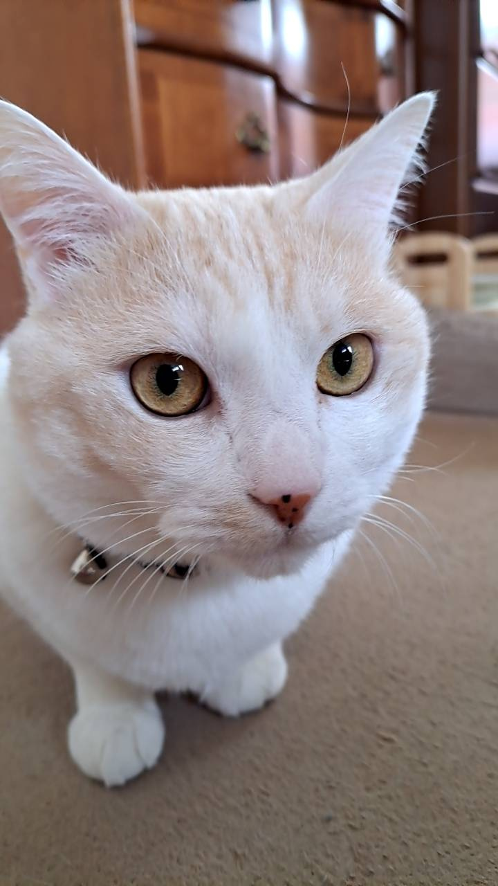 今日のねこの画像