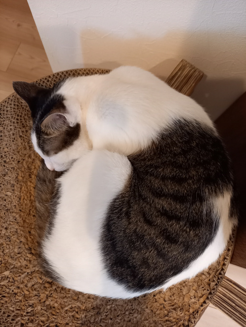 今日のねこの画像