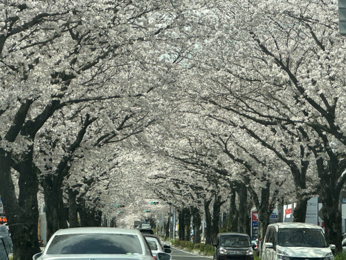 「春」の画像